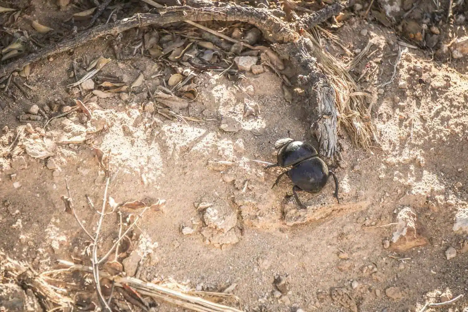 Flightless Dung Beetle - Protected species