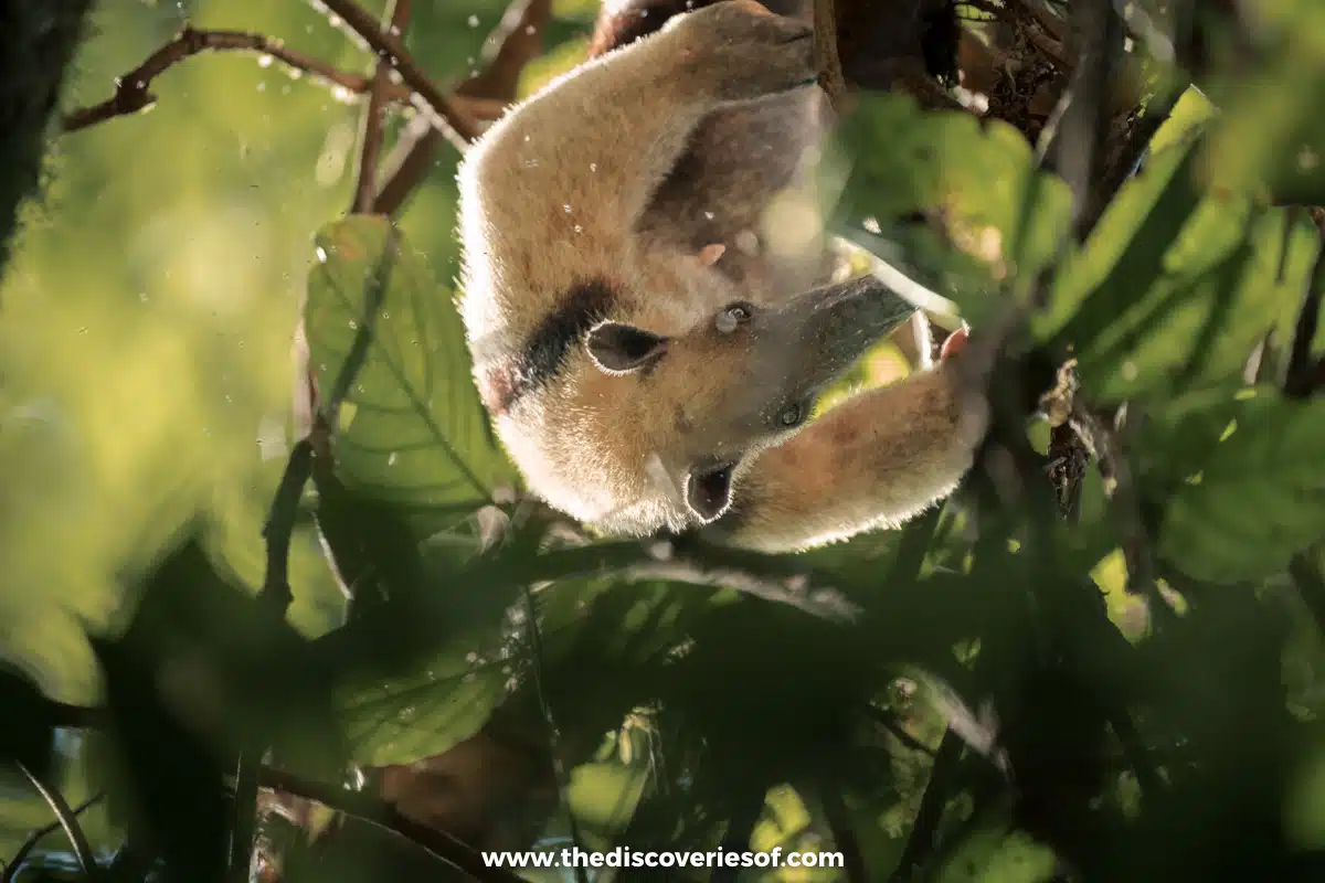 Anteater in Corcovado