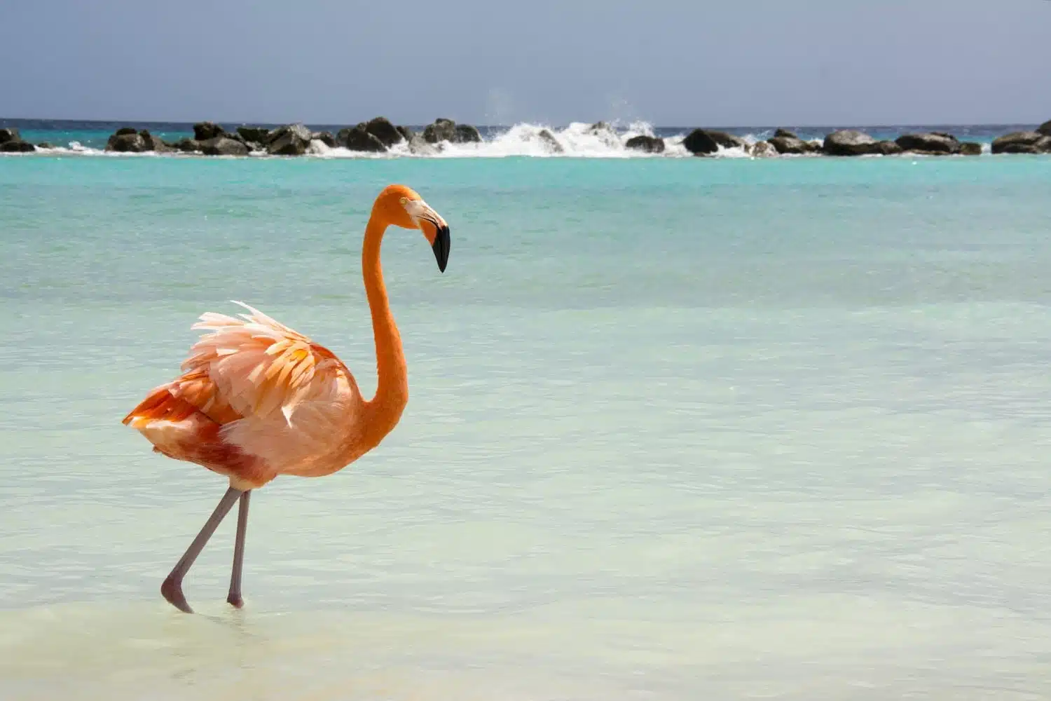 Aruba is one of the most stunning islands in the Caribbean. Read our full guide now.