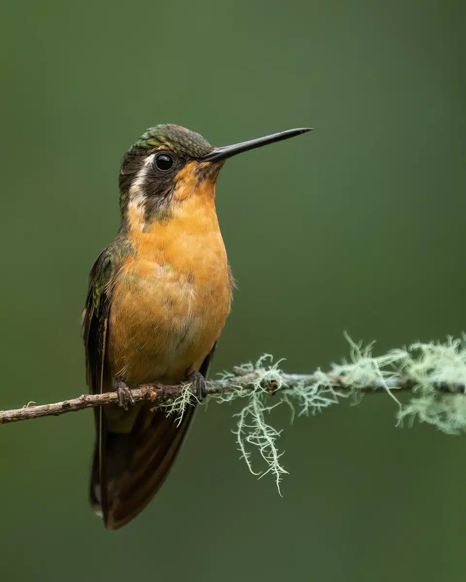 Purple throated mountaingem in Monteverde