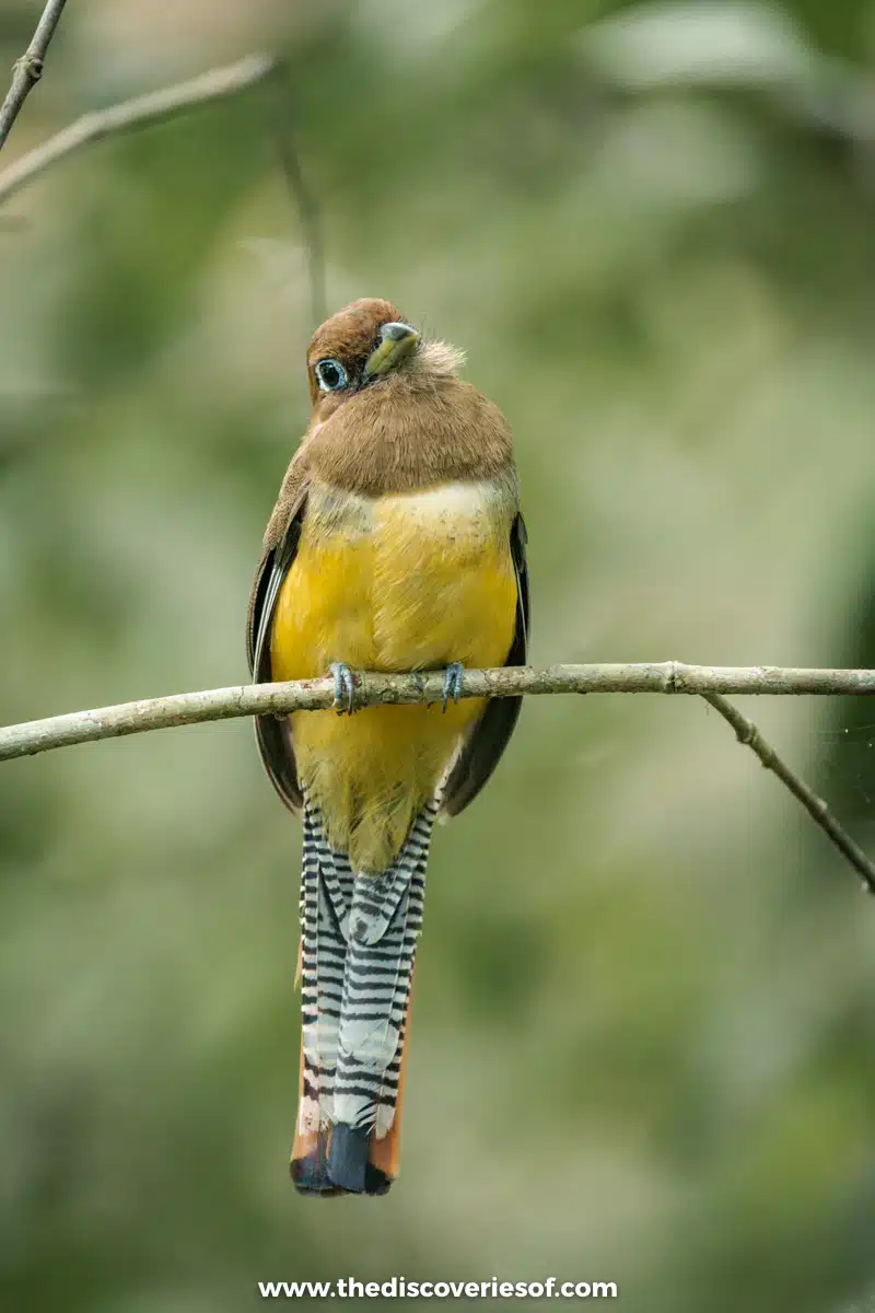 Bird in Corcovado National Park