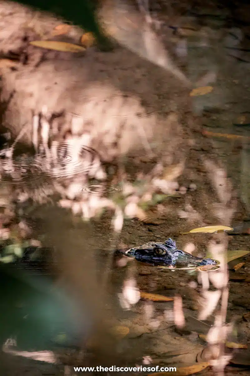 Caiman hidden in a river in the park
