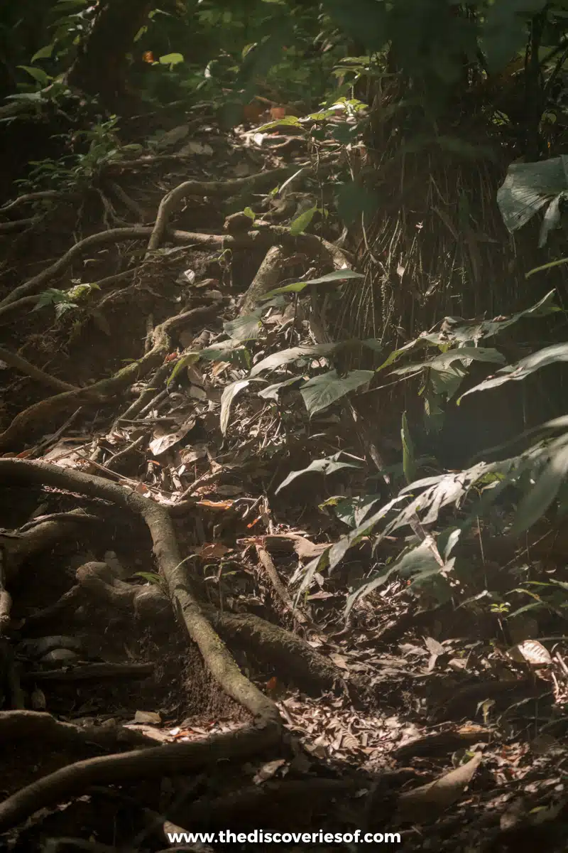 Inside the forest at Sirena