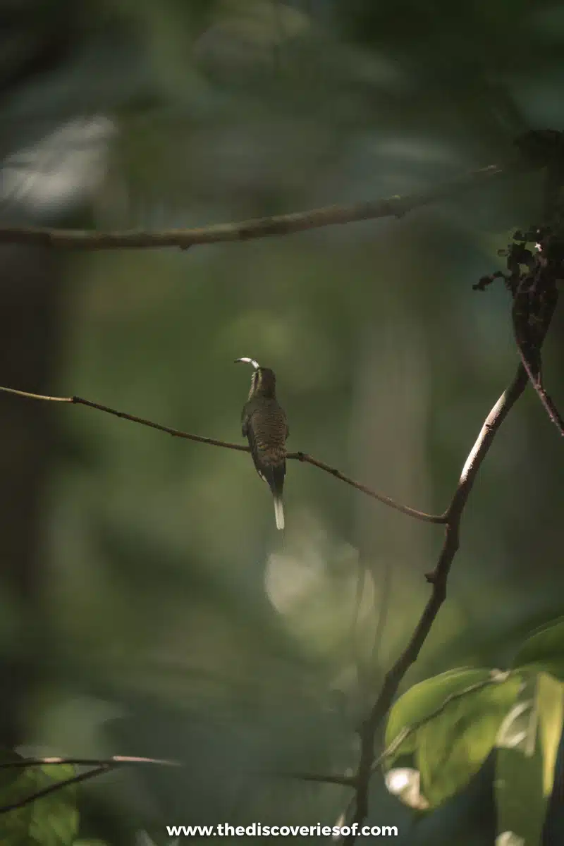 Hummingbird different lighting