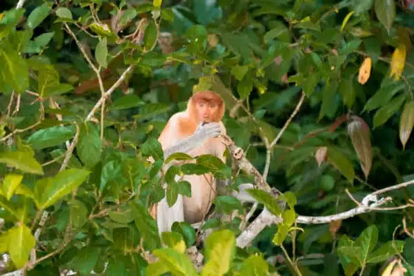 Malaysia Travel Guide Malaysia Travel Guide